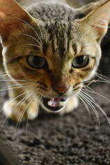 close up of cat