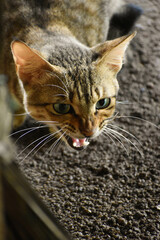 portrait of a cat