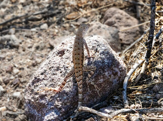 Zebra-Tailed Lizard in the Shade