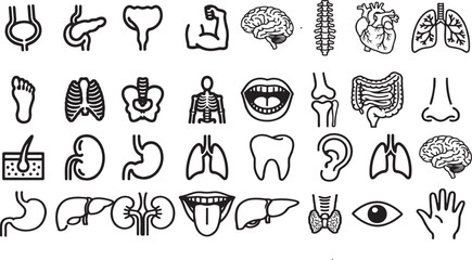 Detailed anatomical illustration of a human organ with intricate biological details