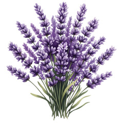 Fototapeta premium Lavender flowers bouquet purple floral plant illustration on transparent background
