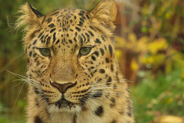 Leopard portrait