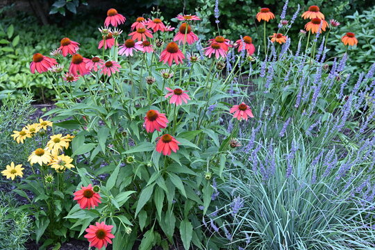 coneflowers in the garden