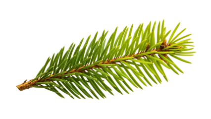Green Fir Tree Branch Isolated on White Background
