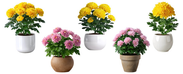 Collection of five potted chrysanthemum plants with yellow and pink flowers