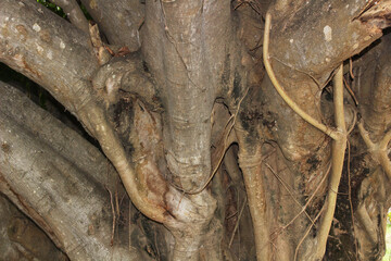 The large, twisted, and intricately intertwined trunk and roots of an ancient tree reveal a rugged...