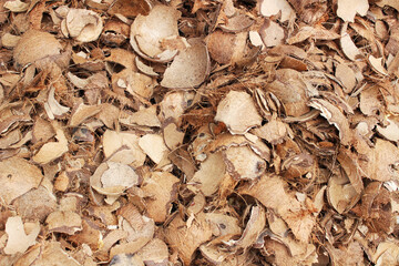 Dry coconut husks and fibers are haphazardly piled together, showcasing versatile natural materials or by-products of the coconut industry.