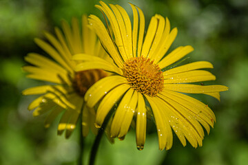 yellow flower with dew drops