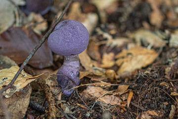 mushrooms in the forest