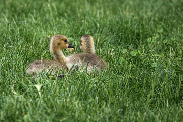 baby duck in the grass