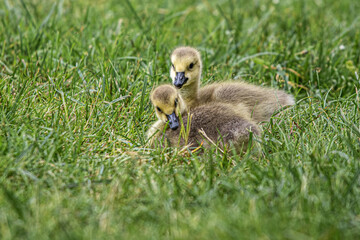 baby duck in grass