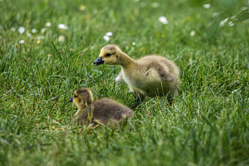 baby duck and ducklings