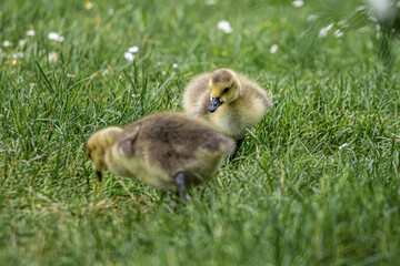 baby duck and ducklings