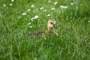 puppy in grass