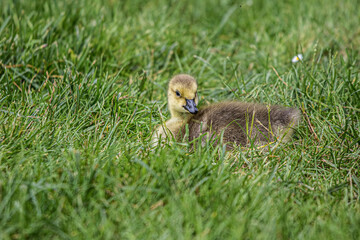 baby duck in the grass