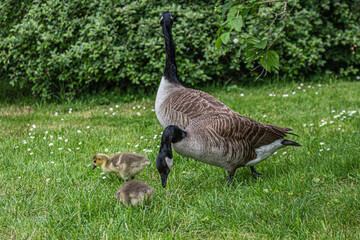 canada goose on the grass
