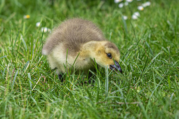 baby duck in grass