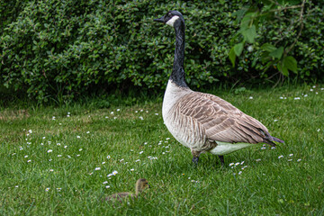 canada goose on the grass