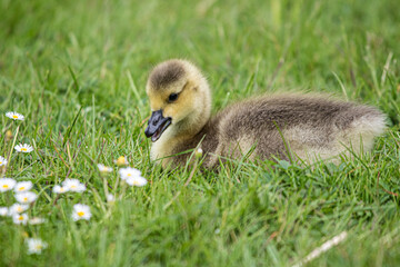 baby duck in the grass