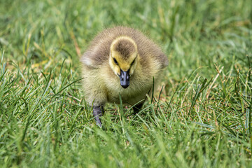 baby duck in grass