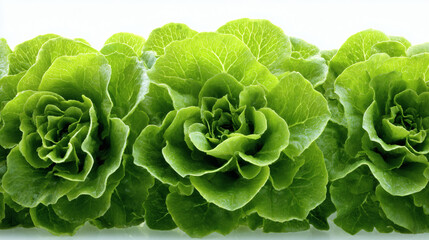 Vibrant green butter lettuce heads in a row, a fresh and healthy food.