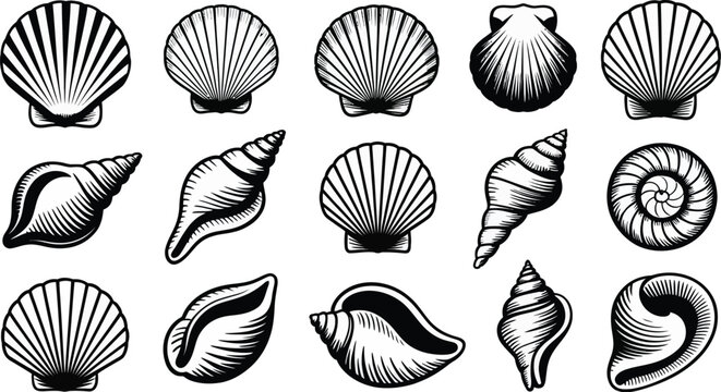 Vintage seashell set. Vector illustration collection of various marine shells like scallop and conch in a black and white engraving or woodcut style. Nautical icons for design, isolated on white.
