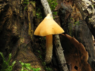 Solitary Pluteus aurantiorugosus mushroom growing among stones and twigs in Korea