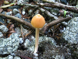 Mycena leaiana mushroom growing between rocks in forest