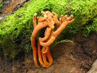 Orange fungal cluster on mossy soil