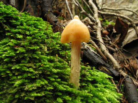 Mycena acicula mushroom growing among green moss in forest