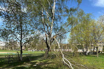 Tree trimming at a public park on a sunny day with clear skies and fresh green foliage