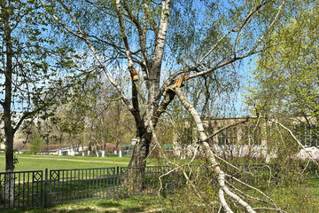 Birch tree damaged by storm with broken branches near park walkway in spring sunlight