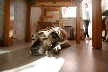 A dog is lying in a sunbeam under a table in a home interior. It is tired and resting or hungry.