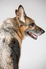 Portrait of tired adult elderly gray-haired dog. View from the back. Breed German Shepherd.