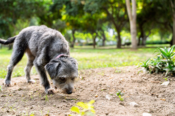 Curious mixed breed dog sniffing the ground in a park