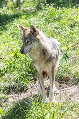 Wolf hunting in the forest. Canis Lupus, free in the wild nature