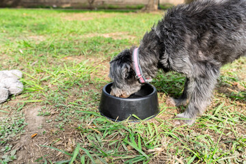 Mixed breed dog drinking water from bowl in park