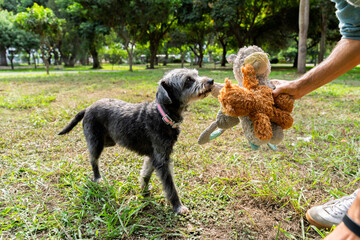 Dog playing with toys in the park, mixed breed enjoying outdoor activity