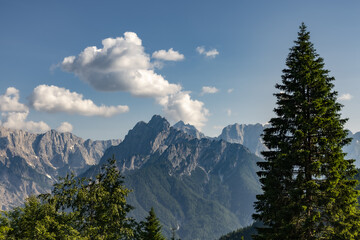 alpine mountain range under clear sky in soft light framed by pine trees. mountain peaks background