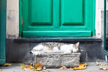 Tired sleeping cat lying in front of home door.