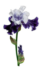 Blooming iris close-up on transparent background.