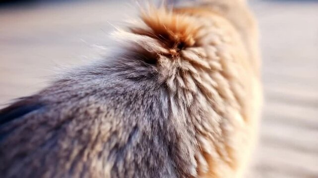 Fluffy cat fur moving in soft breeze &ndash; animal allergy concept video