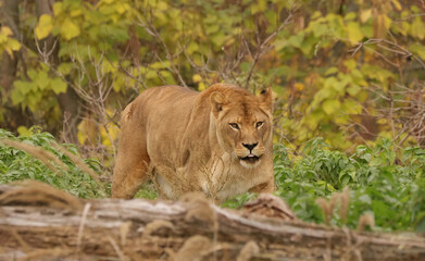 Lonely lioness
