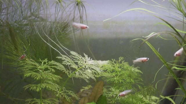 Fighting fish fry, rosetail halfmoon aquarium pet children, white betta splendens young animals in fish tank closeup