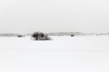 Snowy field with a lone tree in the foreground