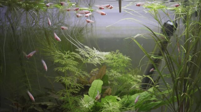Fighting fish fry, rosetail halfmoon aquarium pet children, white betta splendens young animals in fish tank closeup