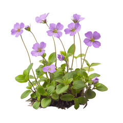 A cluster of delicate purple flowers with green leaves and slender stems.
