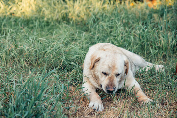 labrador lying on green grass relaxing outdoors wet fur dog in backyard garden during summer golden...