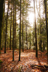 the trunks of tall spruces against the sky. the ground is covered with foliage