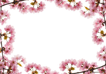 Delicate, fresh pink cherry blossom branches with tender, unfurling petals and intricate natural structure, against a transparent isolated background with ample copy space under soft natural light,